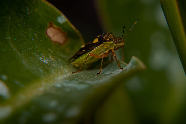 Kissing Bug on leaf