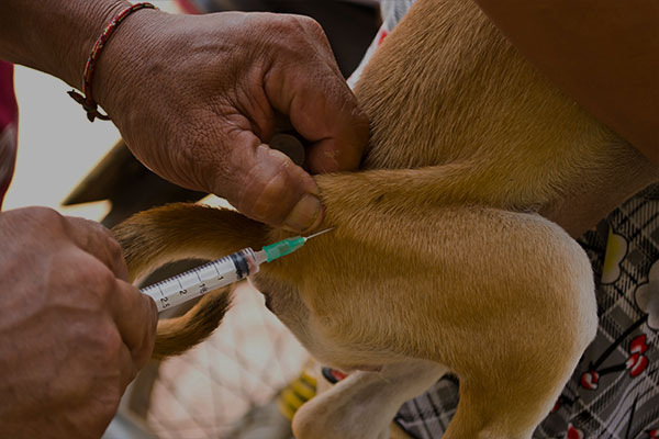 Dog receiving injection to prevent rabies